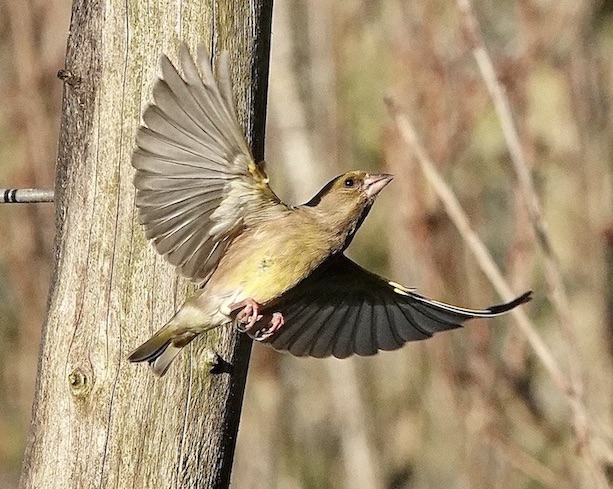 greenfinch
